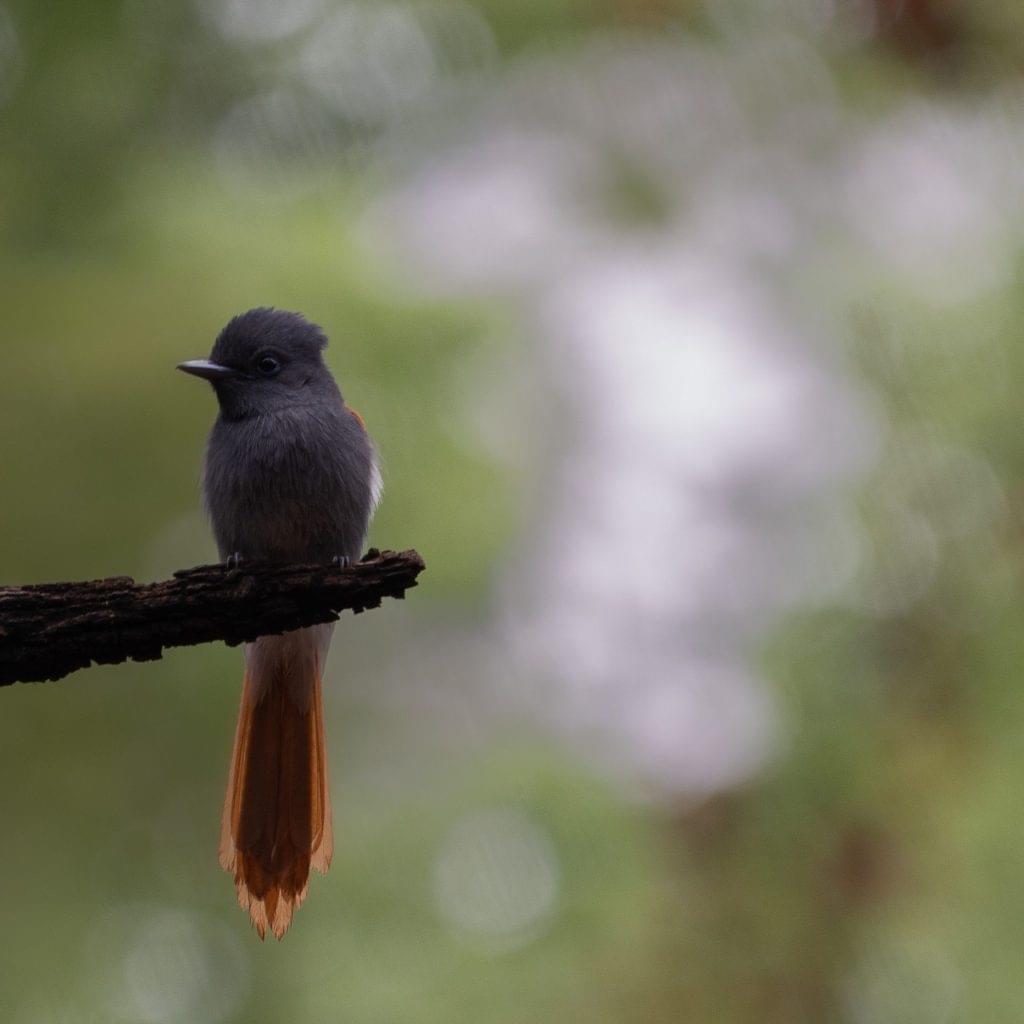 African Paradise Flycatcher