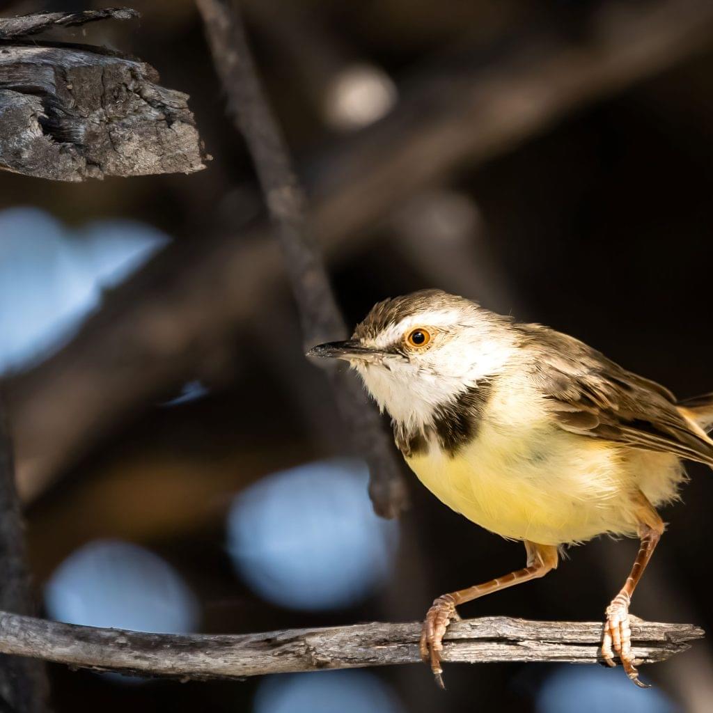 Black-chested Prinia_out