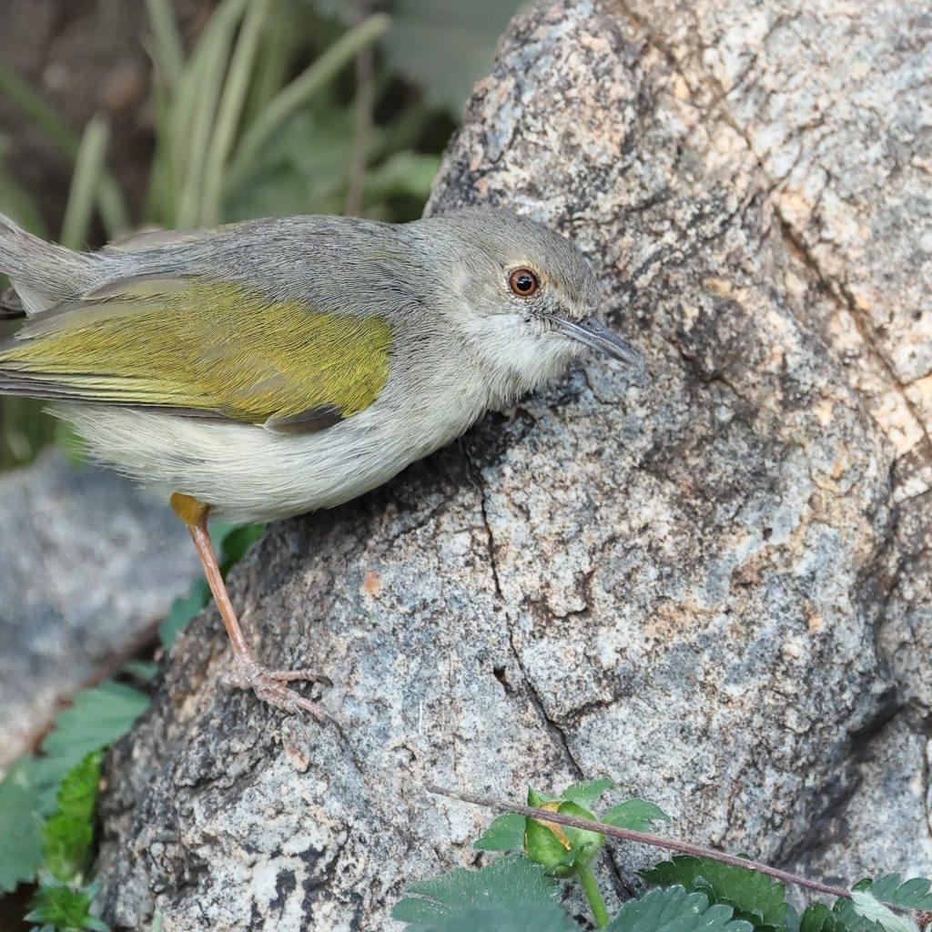 Green-backed Cameroptera